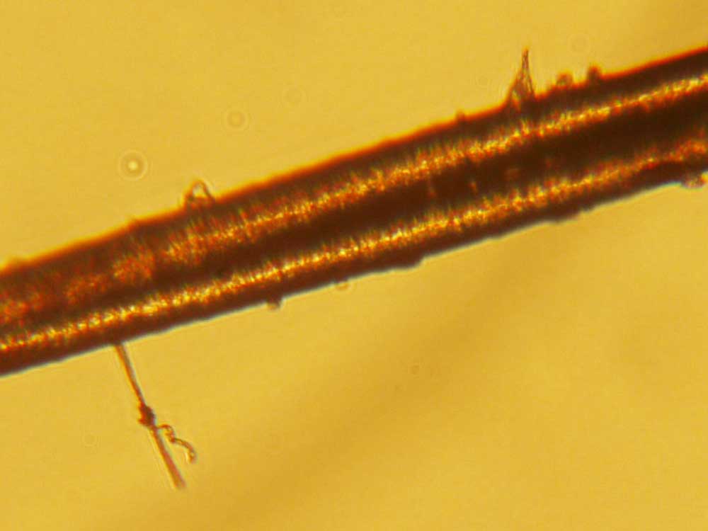 41mm microscope dovetail to M42x1 male thread adapter (LOMO MBI-1)
